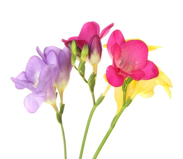 Ramo de flores de freesias, aislado en blanco — Foto de Stock