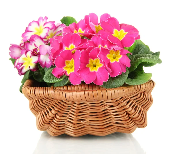 Beautiful pink primulas in basket, isolated on white — Stock Photo, Image