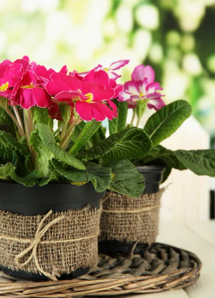 Schöne rosa Primeln in Blumentöpfen, auf Holztisch, auf grünem Hintergrund — Stockfoto