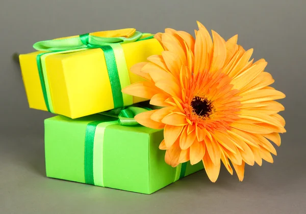 Hermosa flor Gerber con regalos sobre fondo gris —  Fotos de Stock