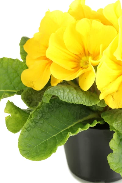 Bela primula amarela em vaso de plantas, isolado em branco — Fotografia de Stock