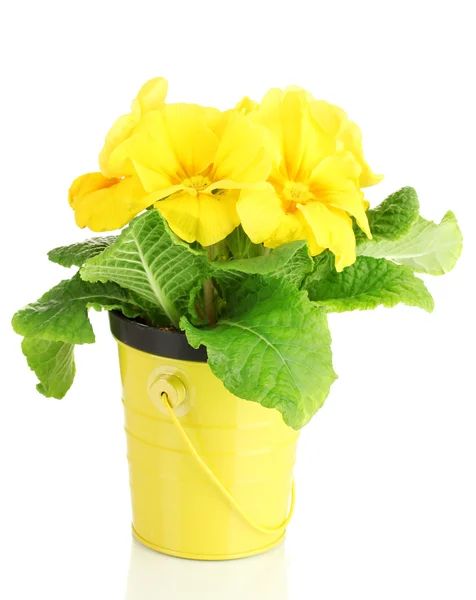Krásný žlutý prvosenka v květináč, izolované na bílém — Stock fotografie