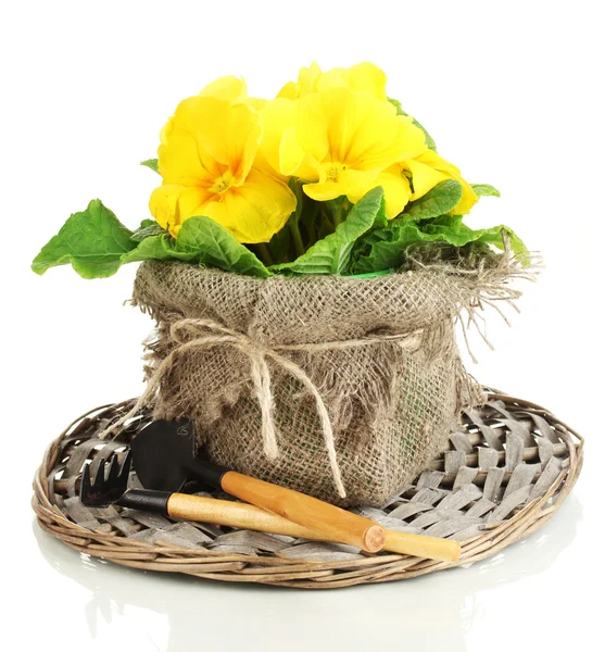 Beautiful yellow primula in flowerpot, isolated on white — Stock Photo, Image