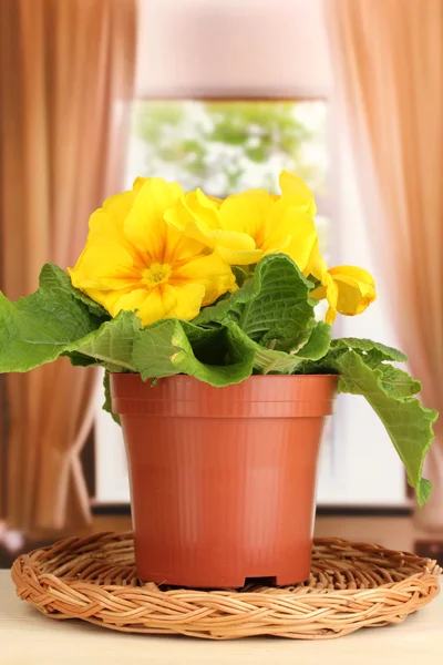 Hermosa primula amarilla en maceta en alféizar de ventana de madera —  Fotos de Stock