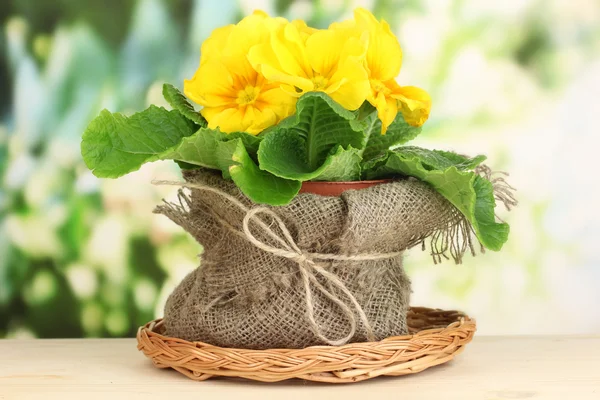 Beautiful yellow primula in flowerpot on wooden table on green background — Stock Photo, Image