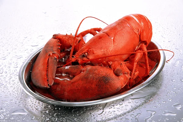Red lobster on tray, on grey background — Stock Photo, Image