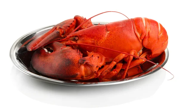 Red lobster on tray, isolated on white — Stock Photo, Image