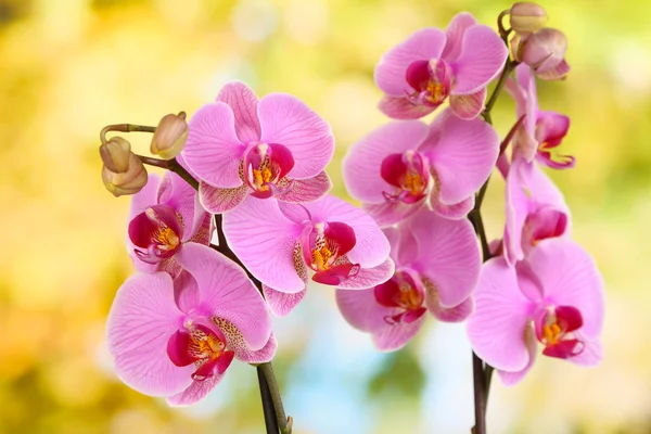 Milda vackra orkidé på naturliga bakgrund — Stockfoto