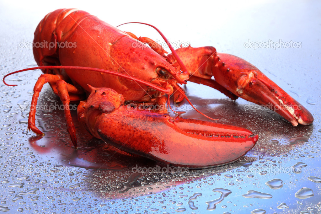 Red lobster on blue background