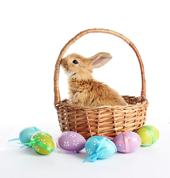 Conejo foxy esponjoso en cesta con huevos de Pascua aislados en blanco — Foto de Stock