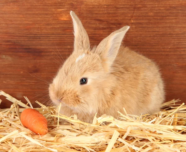 Пушистый лисий кролик в стоге сена с морковкой на деревянном фоне — стоковое фото