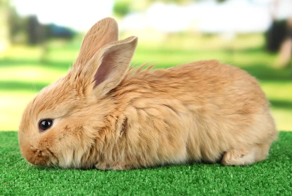 Fluffy foxy rabbit on grass in park — Stock Photo, Image