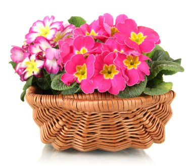 beyaz izole güzel pembe primulas sepeti,