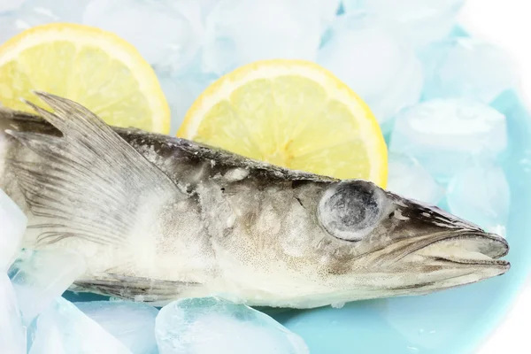 Frozen fish in plate with ice isolated on white — Stock Photo, Image