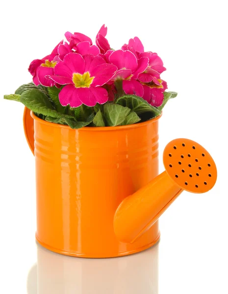 Beautiful pink primula in watering can, isolated on white — Stock Photo, Image