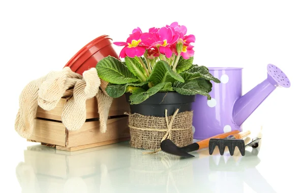 Belle primula rose dans des pots de fleurs et des outils de jardinage, isolée sur blanc — Photo