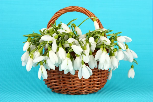 Весняні квіти снігу в плетеному кошику, на кольоровому фоні — стокове фото