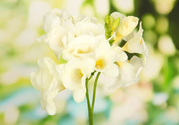 Beautiful freesias, on green background — Stock Photo, Image