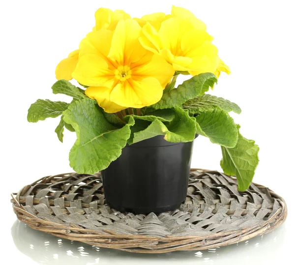 Beautiful yellow primula in flowerpot, isolated on white — Stock Photo, Image