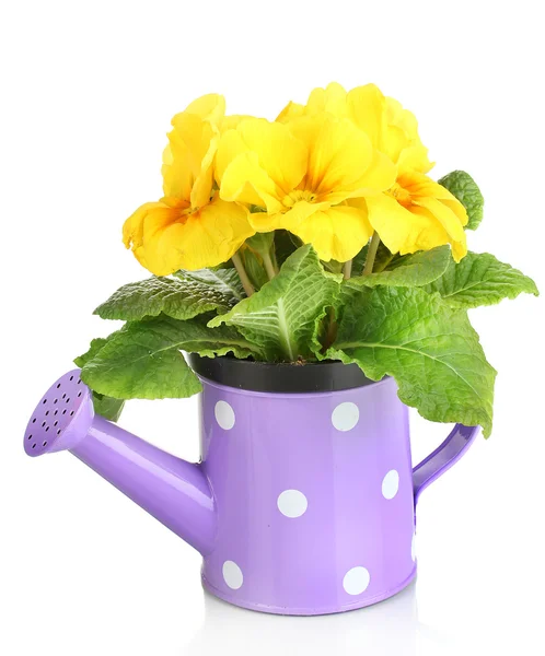 Beautiful yellow primula in watering can, isolated on white — Stock Photo, Image