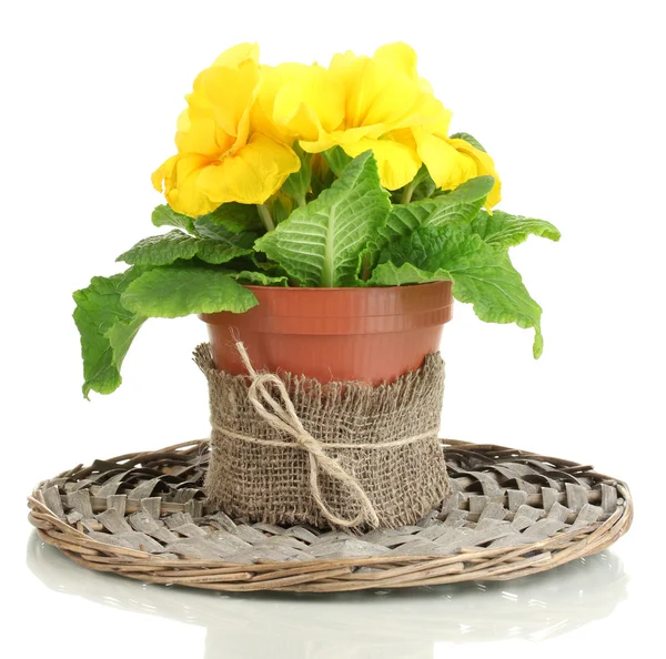 Bela primula amarela em vaso de plantas, isolado em branco — Fotografia de Stock