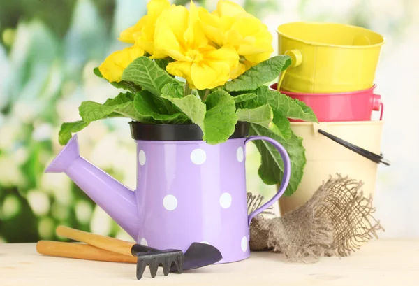 Beautiful yellow primula in watering can on wooden table on green background — Stock Photo, Image