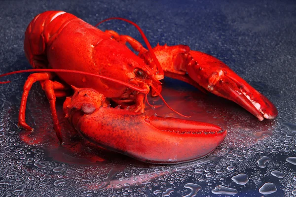 Czerwony homar na niebieskim tle — Zdjęcie stockowe