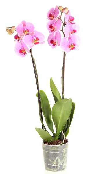 Gentle beautiful orchid in flowerpot isolated on white — Stock Photo, Image