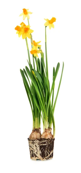 Beautiful yellow daffodils isolated on white — Stock Photo, Image