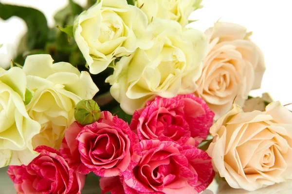 Beautiful colorful roses close-up isolated on white — Stock Photo, Image