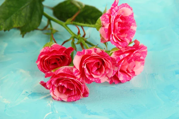 Beautiful pink roses close-up, on color background — Stock Photo, Image
