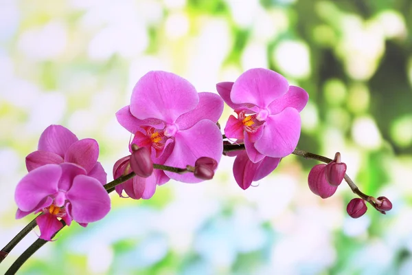 Gentile bella orchidea su sfondo naturale — Foto Stock