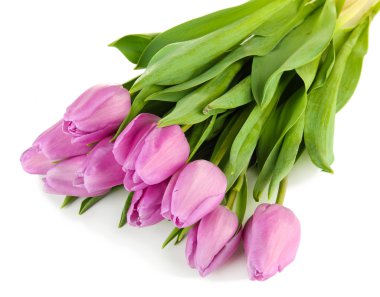 güzel beyaz izole mor Lale buketi