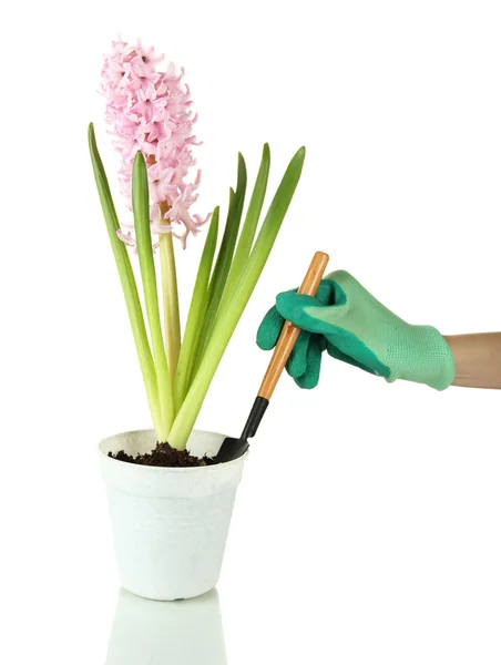 Mooie hyacint in bloempot en gardener's hand (conceptuele foto bloem zorg), geïsoleerd op wit — Stockfoto