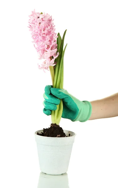 Beautiful hyacinth in flowerpot and gardener's hand (conceptual photo flower care), isolated on white — Stock Photo, Image