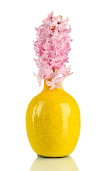 Belo jacinto em vaso, isolado em branco — Fotografia de Stock