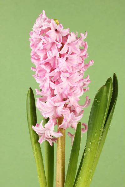 Krásná Hyacint, na barvu pozadí — Stock fotografie