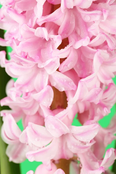 Hermoso jacinto, sobre fondo de color — Foto de Stock