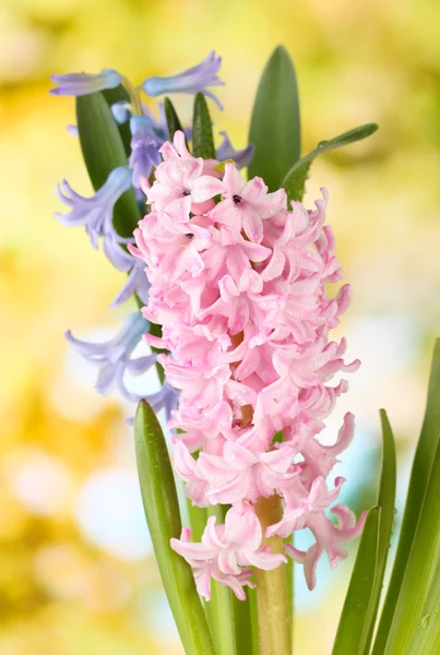 Beautiful hyacinths, on bright background — Stock Photo, Image