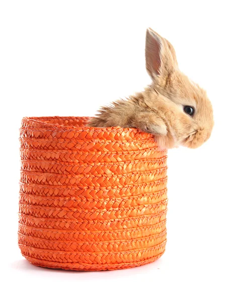 Fluffy foxy rabbit in wicker basket isolated on white — Stock Photo, Image