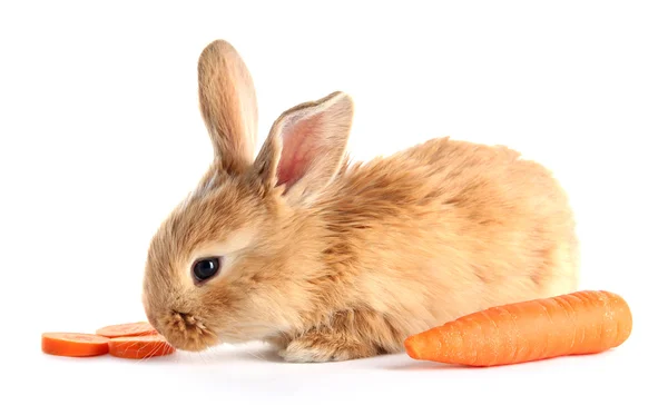 Fluffy foxy rabbit with carrot isolated on white — Stock Photo, Image