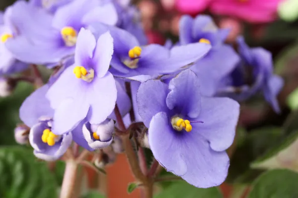 Heldere saintpaulia, close-up — Stockfoto