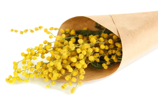 Boeket van mimosa bloemen, geïsoleerd op wit — Stockfoto