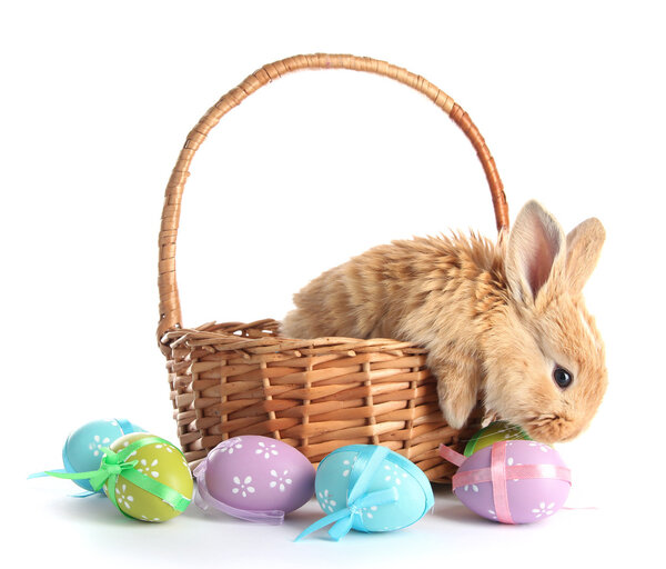 Fluffy foxy rabbit in basket with Easter eggs isolated on white Royalty Free Stock Images