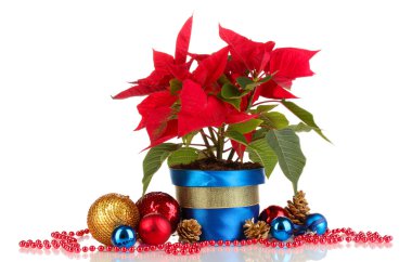 beyaz izole Noel topları ile güzel yılbaşı çiçeği