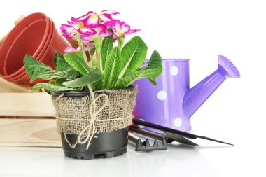 güzel pembe primula Çiçeklik ve üzerinde beyaz izole Bahçe aletleri