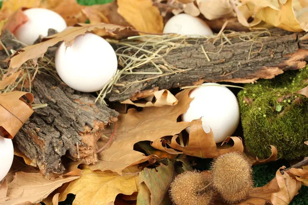 Easter eggs hidden in leaves — 图库照片