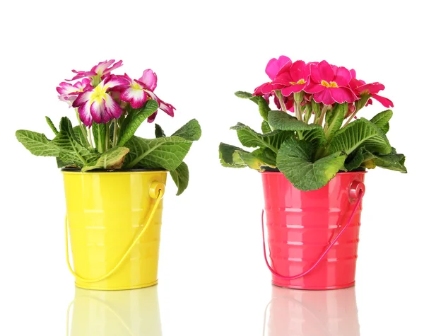 Beautiful pink primulas in — Stock Photo, Image