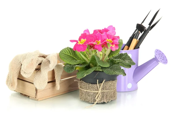 Beautiful pink primula in flowerpots and gardening tools, isolated on white — Stock Photo, Image