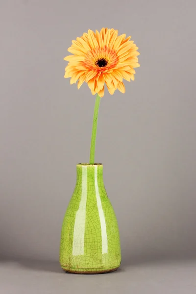 Beautiful Gerber flower on grey background — Stock Photo, Image